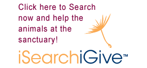iSearchiGive