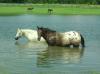 Windhorse Hippos 2