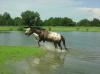 Windhorse Hippos 3